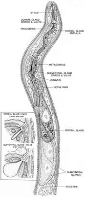 Smart Parasitic Nematodes Use Multifaceted Strategies to Parasitize Plants